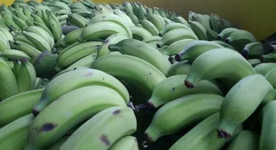 plátanos verdes para diarrea